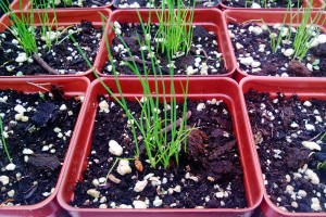 launching a proactive search